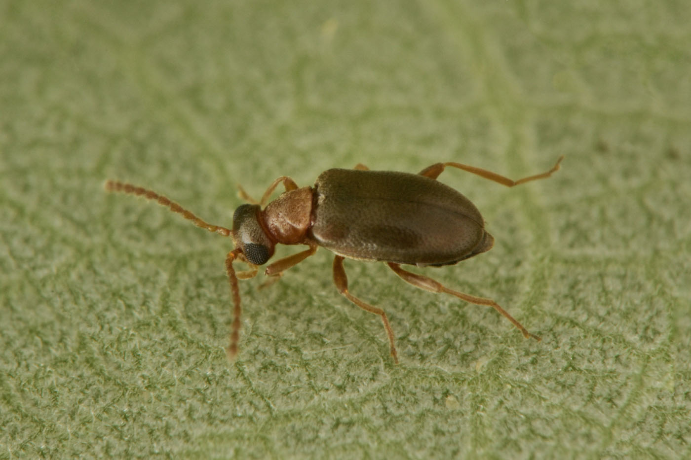 Aderidae: Otolelus sp? Sì, cfr. ruficollis